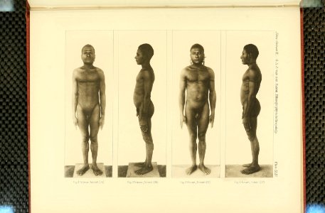 Nova Guinea - Vol 3 - Plate 44
