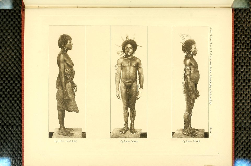 Nova Guinea - Vol 3 - Plate 49