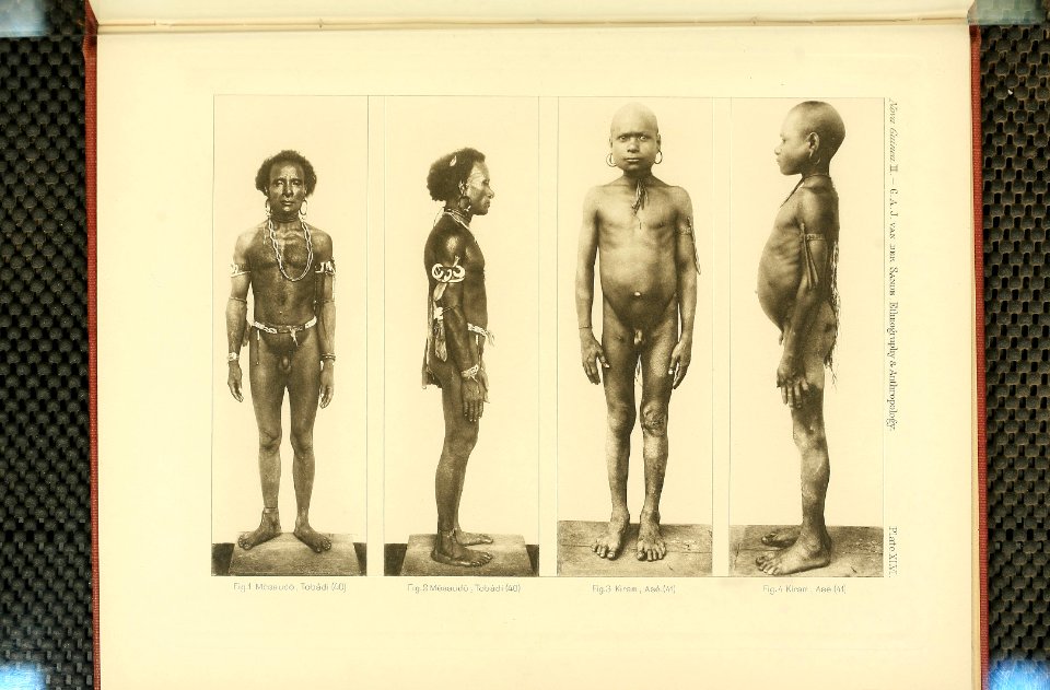 Nova Guinea - Vol 3 - Plate 46