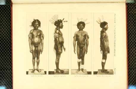 Nova Guinea - Vol 3 - Plate 43