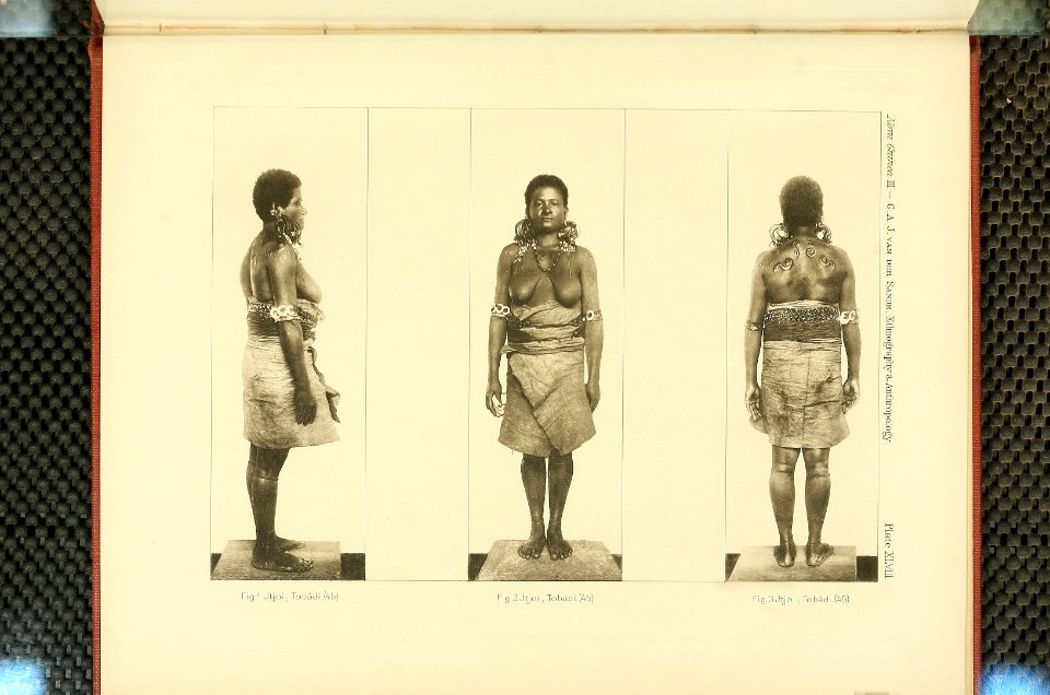 Nova Guinea - Vol 3 - Plate 48
