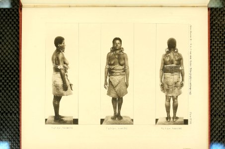 Nova Guinea - Vol 3 - Plate 48
