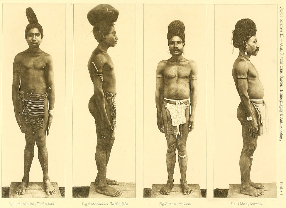 Nova Guinea - Vol 3 - Plate 50 (cropped)