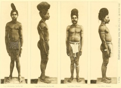 Nova Guinea - Vol 3 - Plate 50 (cropped)