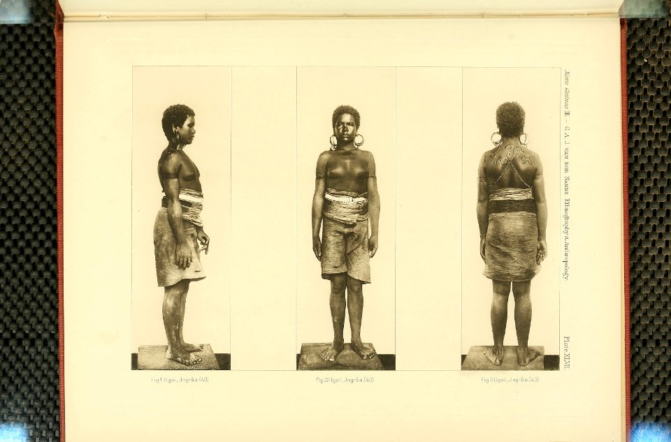 Nova Guinea - Vol 3 - Plate 47