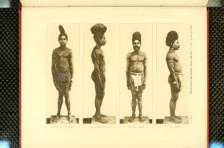 Nova Guinea - Vol 3 - Plate 50