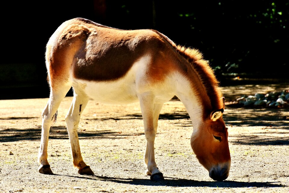 Animal animal world tierpark hellabrunn