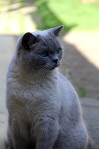 British shorthair cats pet