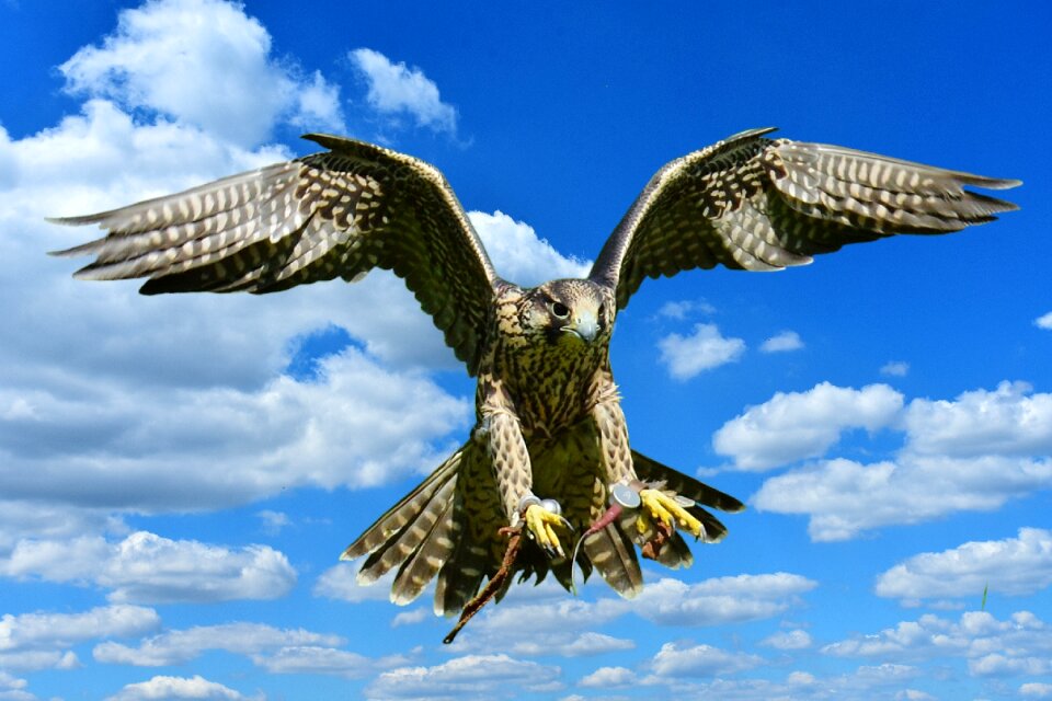 Access raptor wild animal