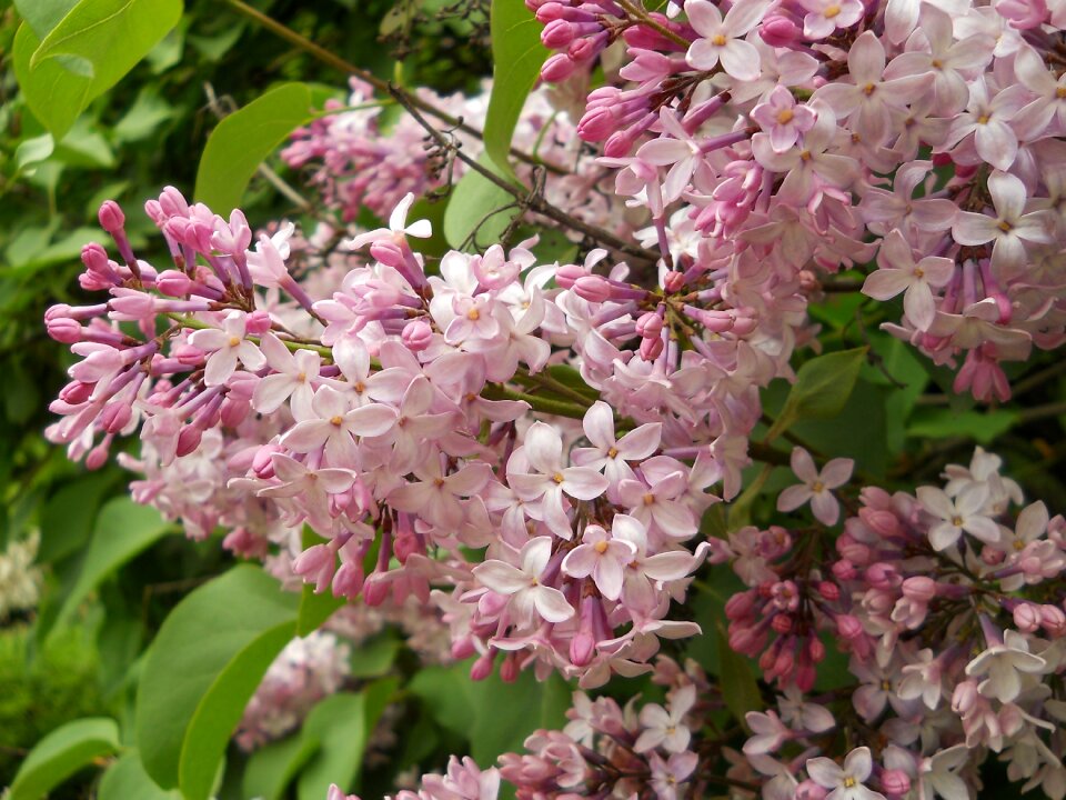 Purple beautiful closeup