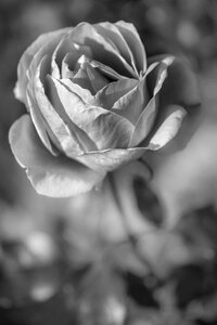 White flower black and white