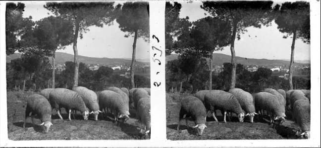 Nova vista dels xais pasturant a un bosc de Gavà