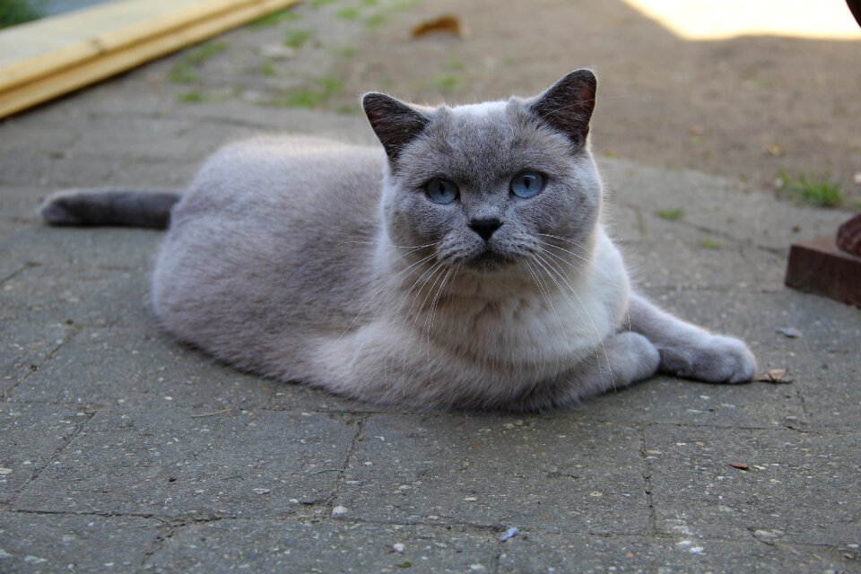 British shorthair cats pet