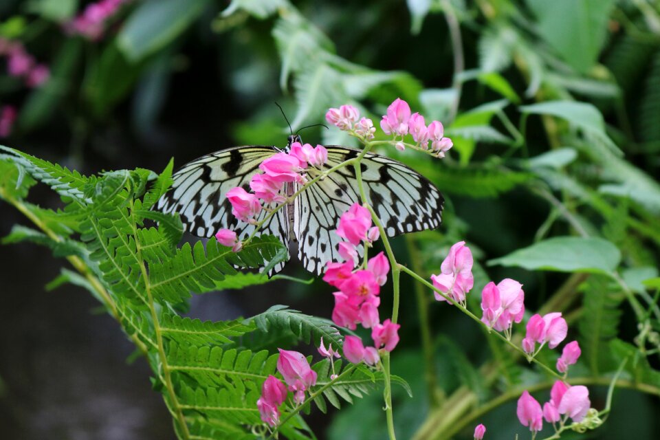 Nature wing fly
