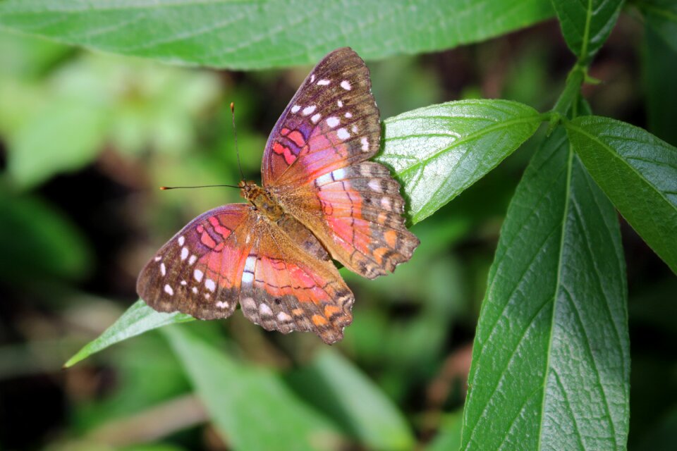 Nature wing fly