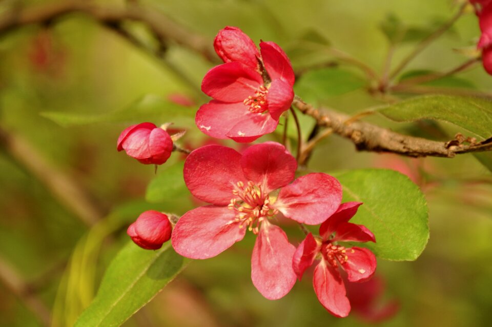 Bloom flowering tree flowers