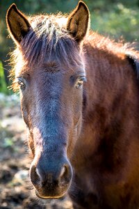 Portrait of a horse brown horse animal