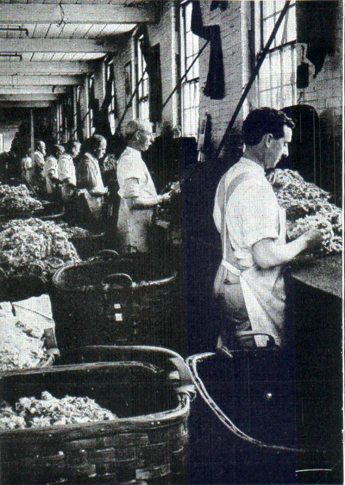 NSRW Story of Wool - sorting raw wool into grades