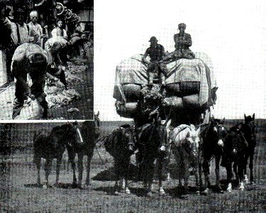 NSRW Story of Wool - sheep shearing and taking wool to market
