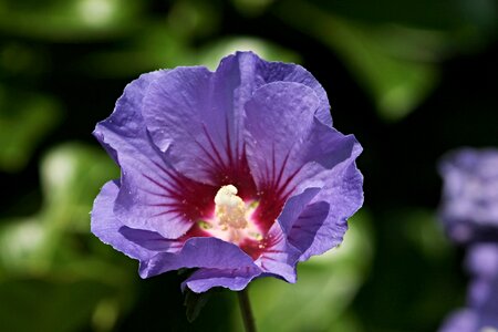 Hibiscus blue violet photo