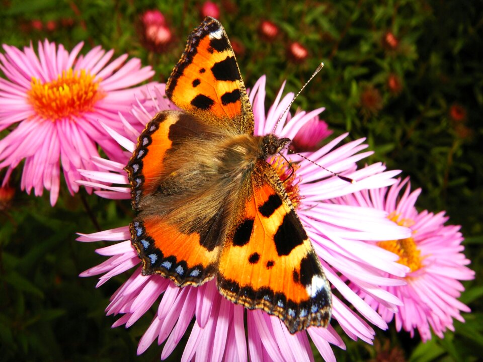 Garden insect butterfly day