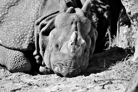 Big game zoo animal world