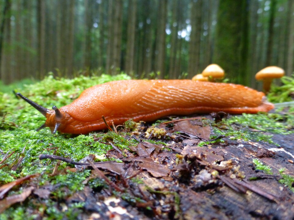 Snails red wegschnecke arion rufus