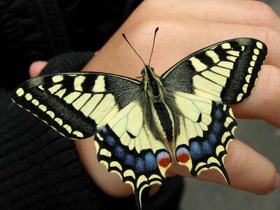 Insect papilio machaon close up photo