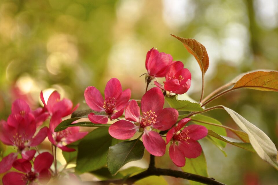 Spring flower nature spring flowers