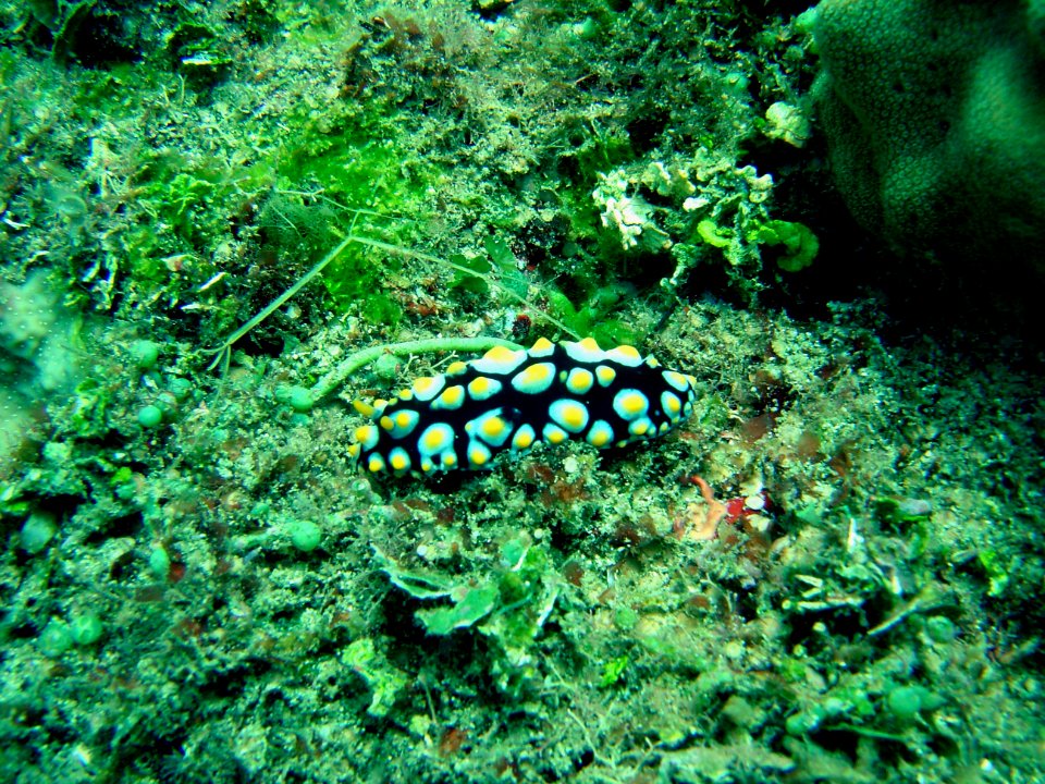 Nubribranch (Phyllidia varicosa) on Guam (reef113519074)