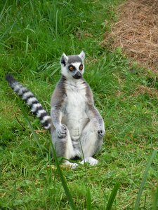 Lemurs zoo mammal