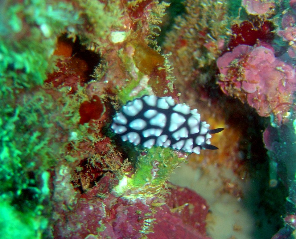 Nudibranch (Phyllidiella pustulosa) on Guam (reef111311001)