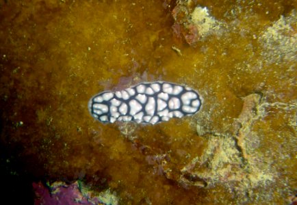 Nudibranch (Phyllidiella pustulosa) (reef111153982)