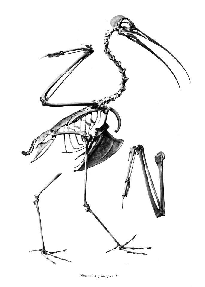 Numenius phaeopus 133