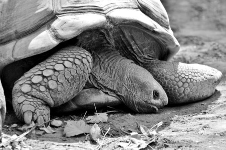 Tortoise shell giant tortoise zoo