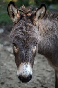 Donkey animal pet photo