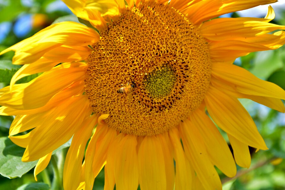Yellow flowers yellow bloom