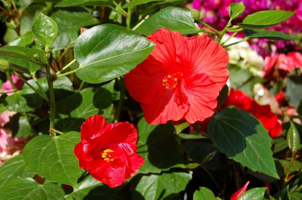 Leaf garden red flower