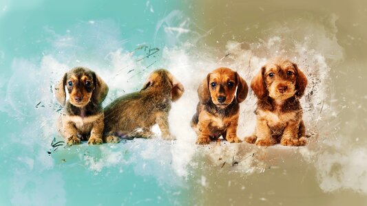 Colors grunge pets