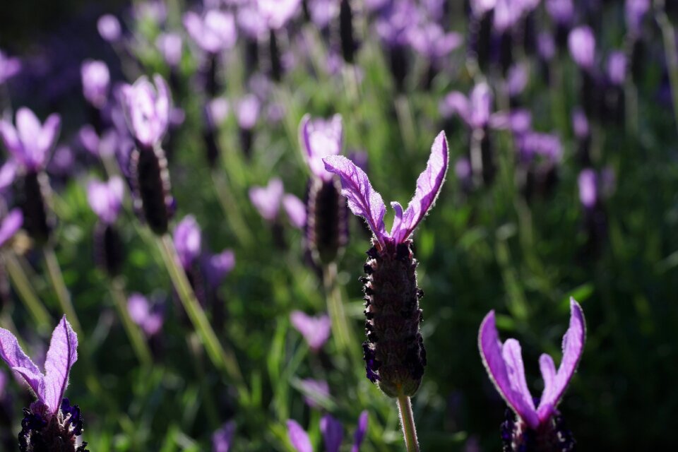 Sunshine natural aromatherapy