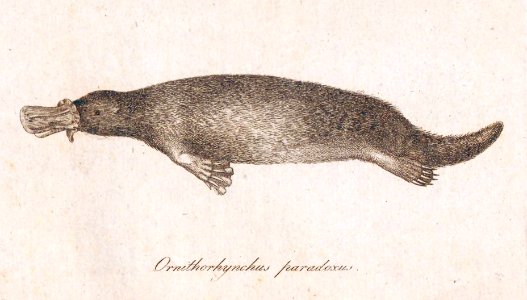 Ornithorhyncus paradoxus