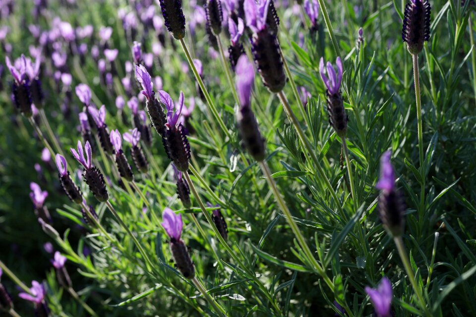Sunshine natural aromatherapy
