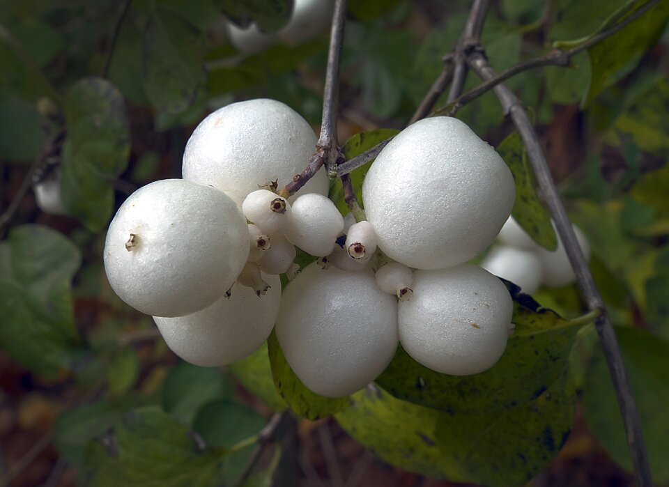 Infructescence berries knallerbse