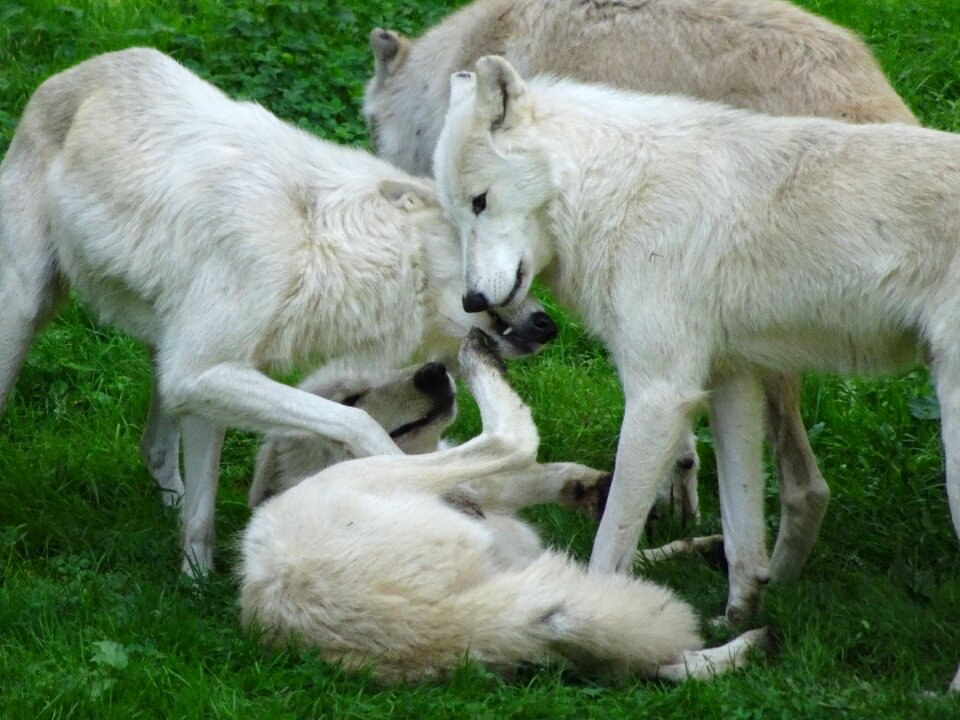 Nice animals animal