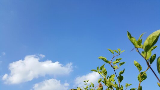 Cloud landscape the leaves