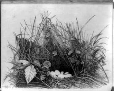 Ortyx Virginianus, quail LCCN93507993