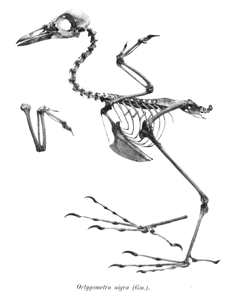 Ortygometra nigra 108