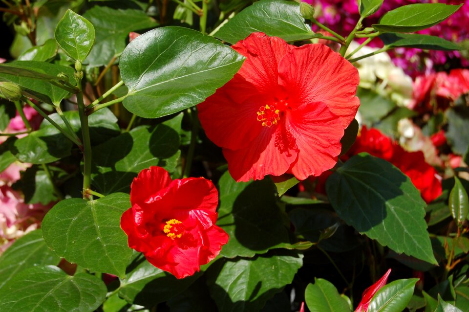 Plant garden red flower