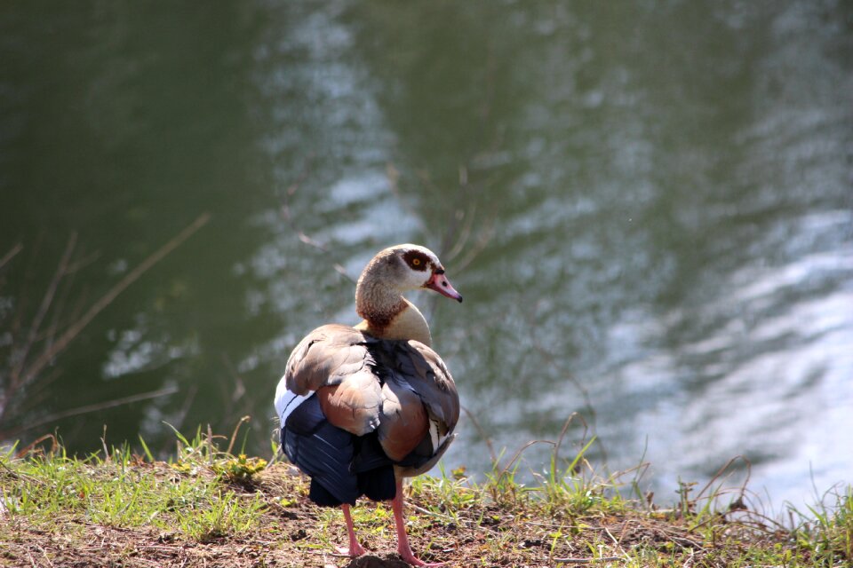 Animal feather wild goose