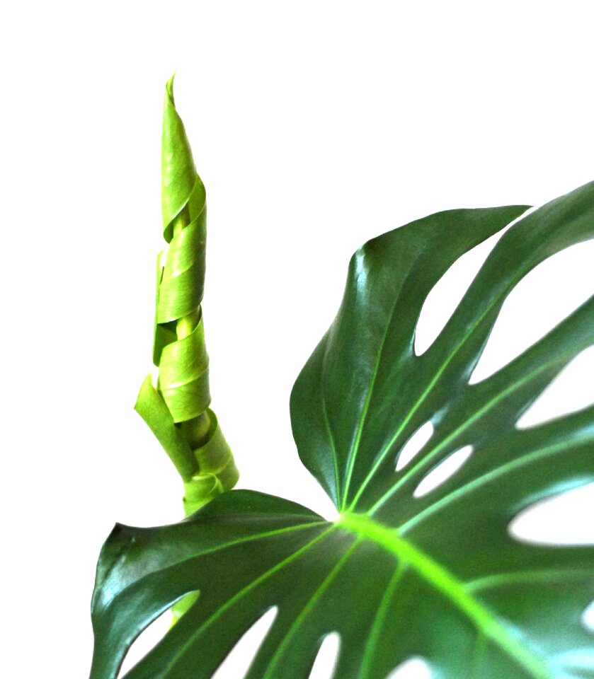 Philodendron new leaf young
